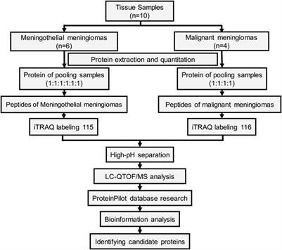 Inhibiting PP2A Upregulates B7-H3 Expression and Potentially Increases the Sensitivity of Malignant Meningiomas to Immunotherapy by Proteomics